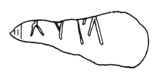 File:BG·17 Parre drawing Morandi.jpg