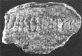 TI·38 Pregassona with inscription TI·38